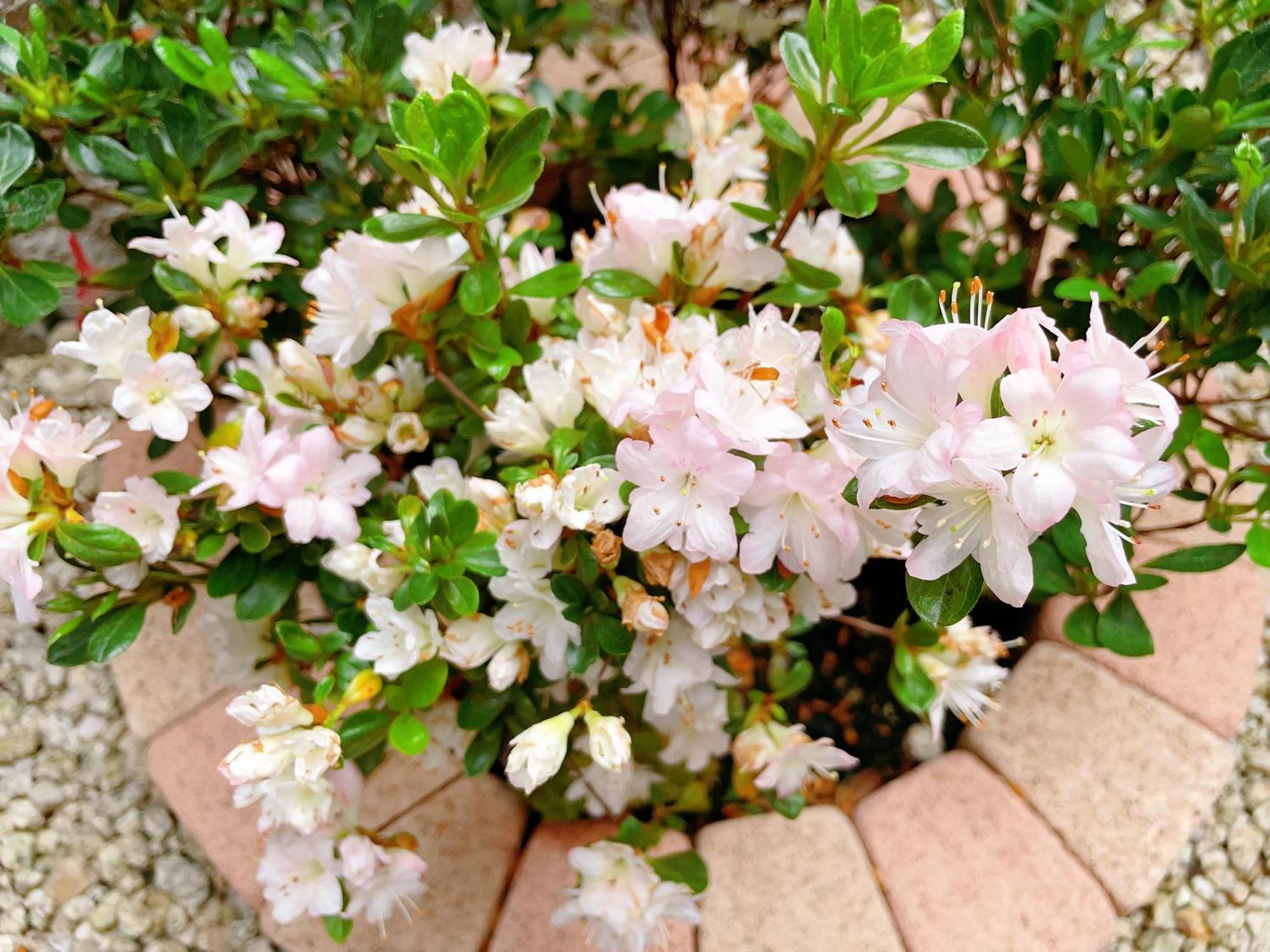 Suikakan Heianjingumae 酔花間 Kyoto Eksteriør bilde